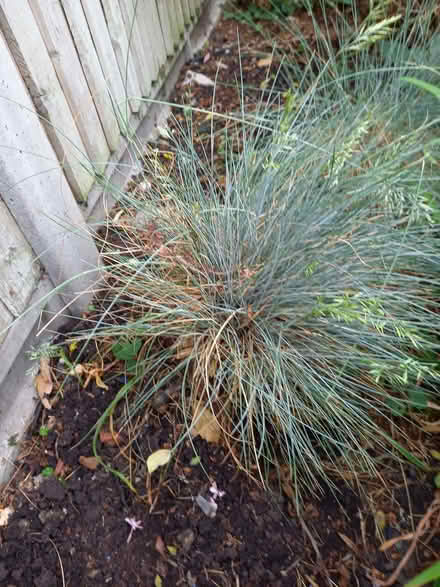 Photo of free Two ornamental grasses (stipa) (New Malden KT3) #1