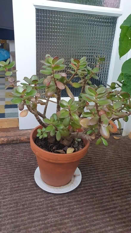 Photo of free Houseplants (Paignton) #2