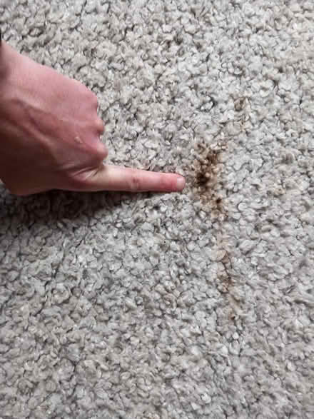 Photo of free Ikea rug (Caton) #3