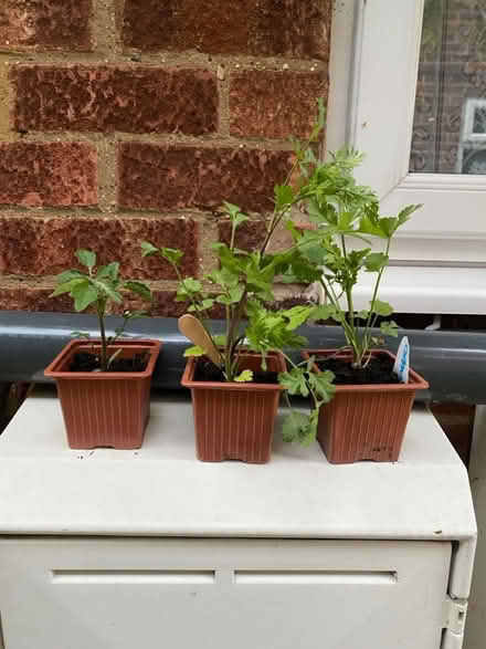 Photo of free Surplus plants (Waltham Abbey EN91) #1