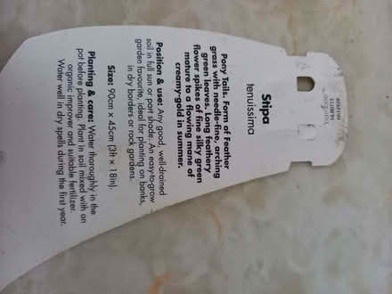 Photo of free Two ornamental grasses (stipa) (New Malden KT3) #2