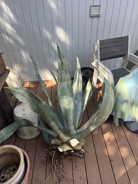 Photo of free Agave Plants for Landscaping (San Rafael, Near Gerstle Park) #1