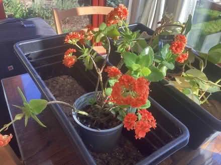 Photo of free Plants & plastic troughs (Hoddesdon EN11) #1