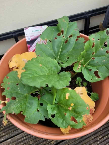Photo of free Rhubarb In Pot (Milton BS22) #2