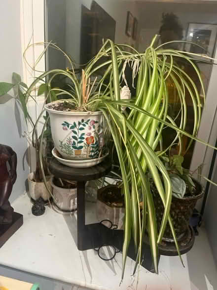 Photo of free More plants (Columbia Heights) #4