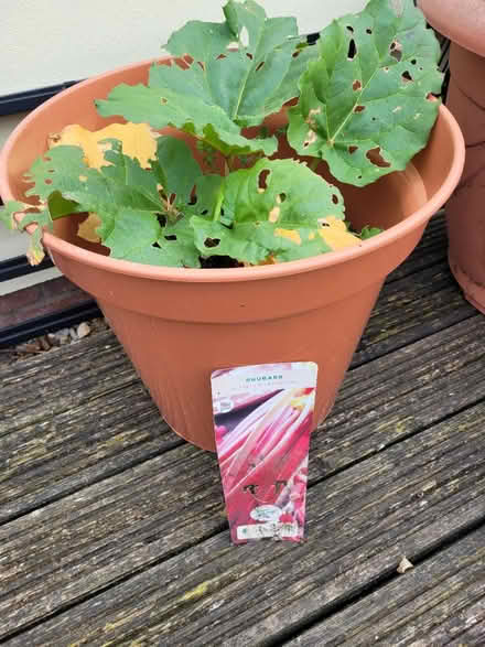 Photo of free Rhubarb In Pot (Milton BS22) #1