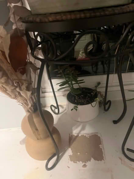 Photo of free More plants (Columbia Heights) #1