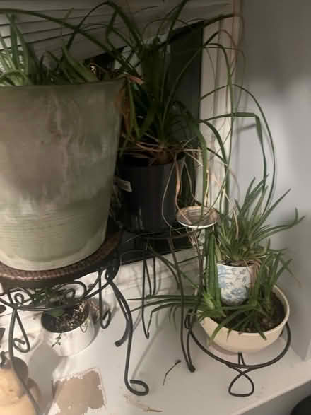 Photo of free More plants (Columbia Heights) #2
