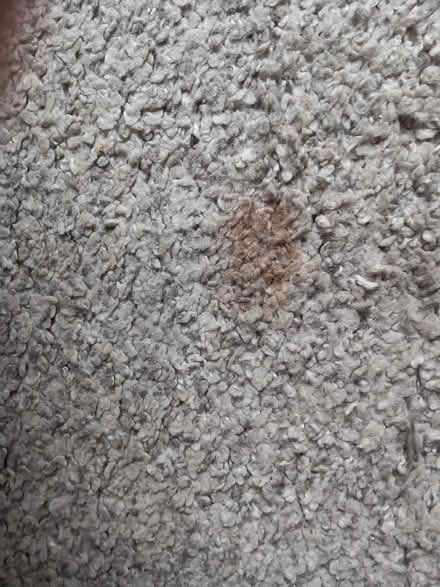 Photo of free Ikea rug (Caton) #1