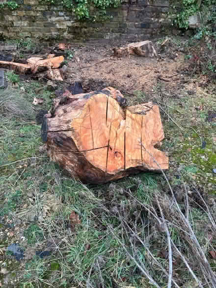 Photo of free Large tree trunk (Denham UB9) #2