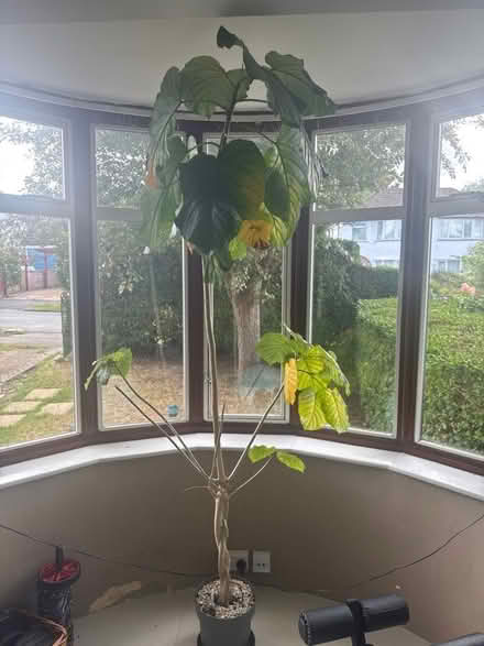 Photo of free Plant needs new home (Church RG2) #1