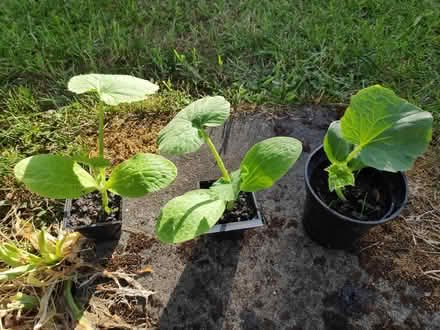 Photo of free Seedlings (Yarnton OX5) #1