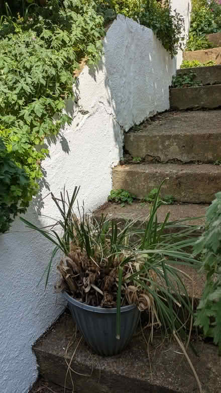 Photo of free Pampas grass (Hollingdean BN1) #2