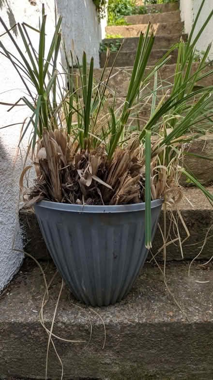 Photo of free Pampas grass (Hollingdean BN1) #1
