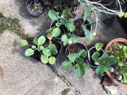 Photo of free Cabbage plants (South Malling BN7) #1