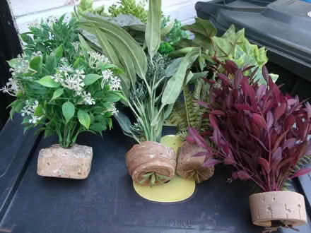 Photo of free Fish tank Plants / Pumps / + extra's. (Little Sutton CH66) #2