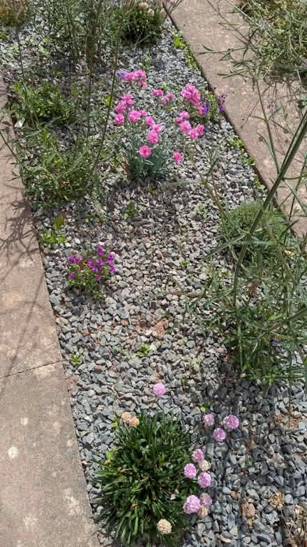 Photo of free Slate chippings (Hereford, HR2) #2