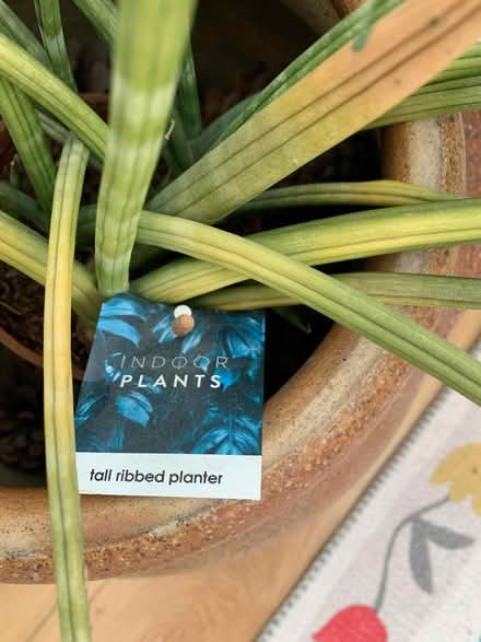 Photo of free Unknown succulent (indoor) (Horsham) #2