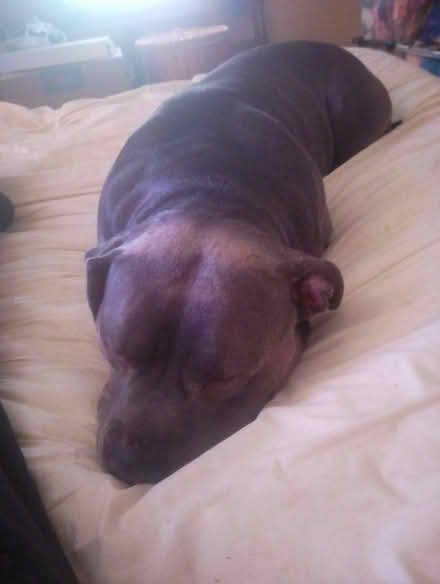 Photo of Table top freezer (CH6) #1