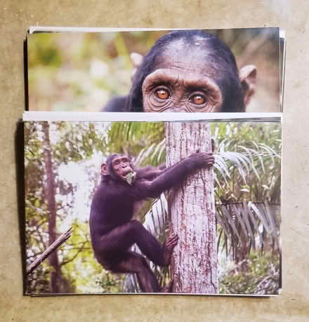 Photo of free 10 Greeting cards (Kirkwood) #1