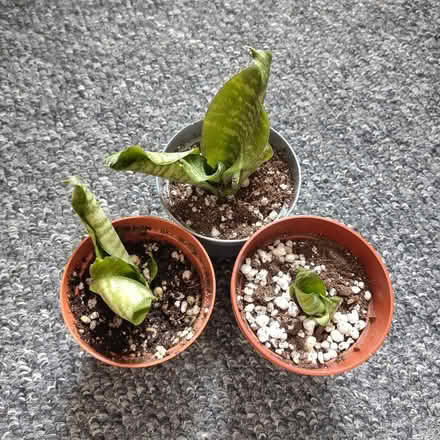 Photo of free Snake Plant (New Town CO1) #1