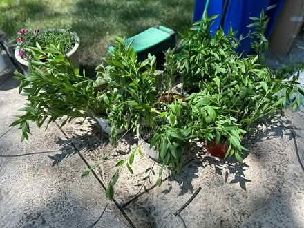 Photo of free Peppermint Plants (Ellicott City) #1