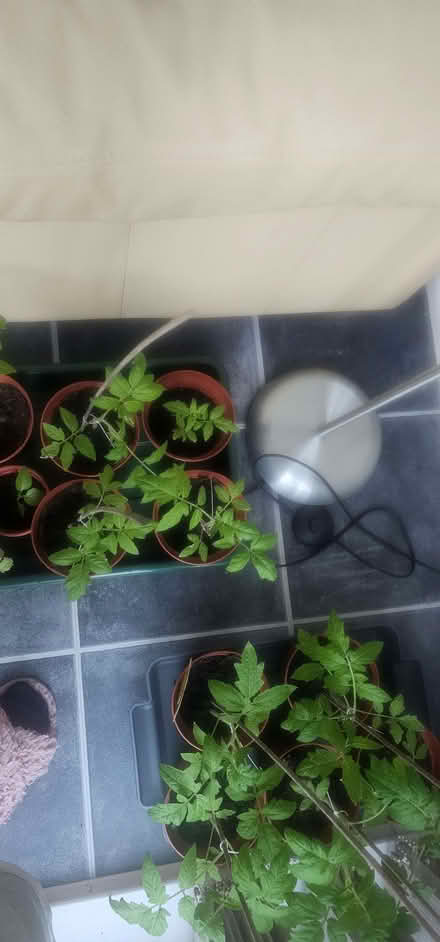 Photo of free Tomato seedlings (Beswick M11) #1