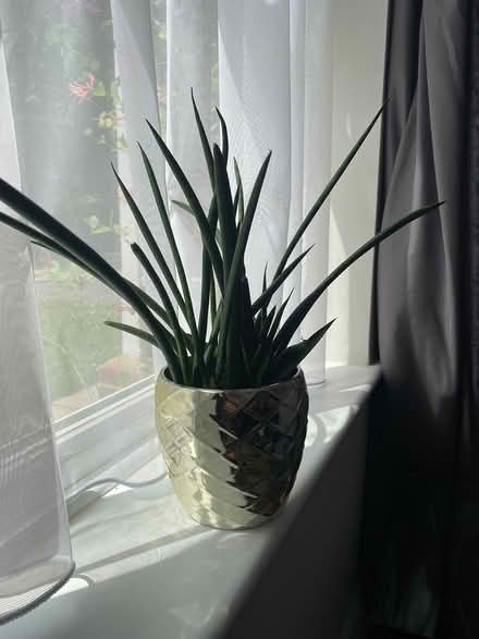 Photo of free Unknown succulent (indoor) (Horsham) #1