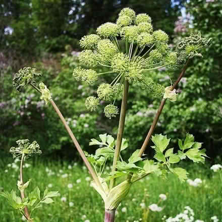 Photo of free Angelica archangelica seeds (Woodley RG5) #2
