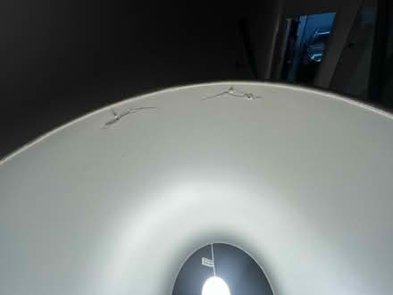 Photo of free Tall lamp shade and lamp (NW8) #4