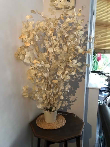 Photo of free Dried honesty in small pot (South Malling BN7) #1