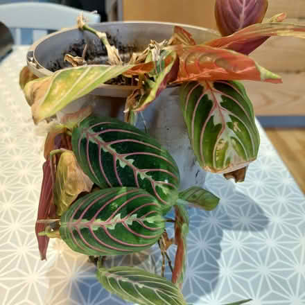 Photo of free Prayer plant (Walkley Sheffield S6) #1