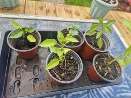 Photo of free Pepper seedlings and 1 cucumber (Upminister) #1