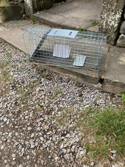 Photo of free Squirrel trap (Stannington S6) #1
