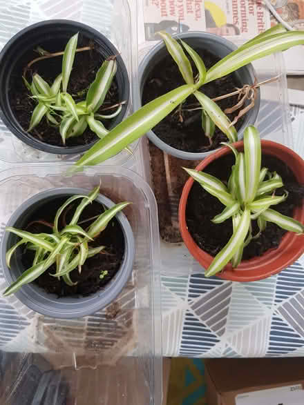 Photo of free Four small indoor spider plants (Eastbourne BN21) #1