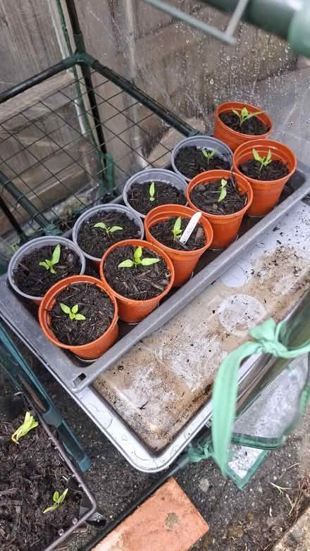 Photo of free Pepper seedlings (TN24) #1
