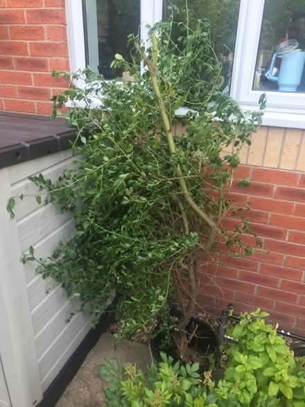 Photo of free Ceanothus flowering shrub (PR6 Heapey Bank) #1