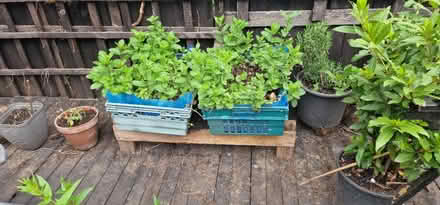 Photo of free Containers (N17 Bruce Grove) #2