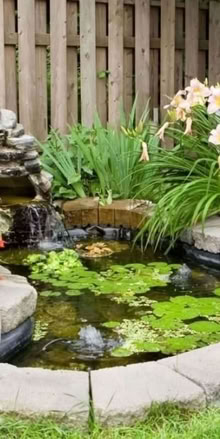 Photo of pond plants (B65) #1