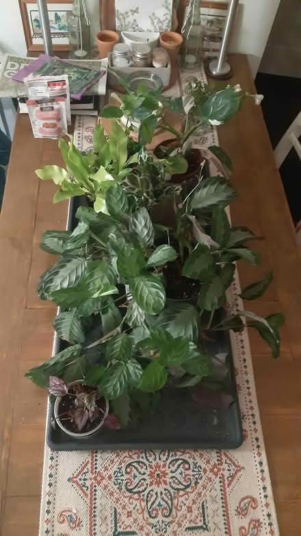 Photo of free Several houseplants (S40 2dw) #1