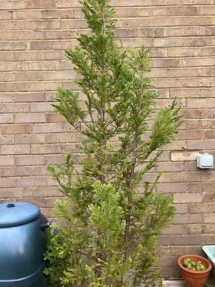 Photo of free Conifer tree in pot x2 (East Grinstead RH19) #3