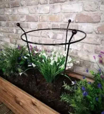 Photo of Metal or iron plant support / stakes (Bovey Tracey TQ13) #4