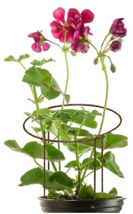 Photo of Metal or iron plant support / stakes (Bovey Tracey TQ13) #3