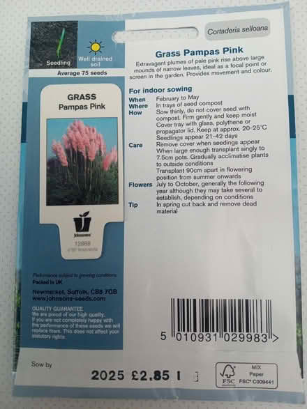 Photo of free Pink Pampas Grass seeds (St Thomas, Exeter) #2