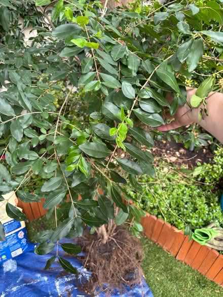 Photo of free Hedge plant (SW15 Putney) #2