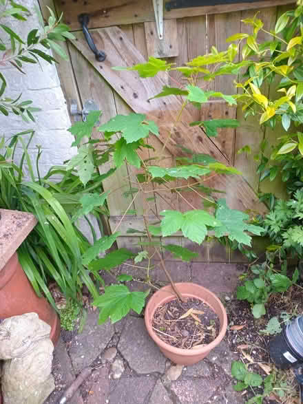 Photo of free Small maple tree (Eastbourne BN20) #1