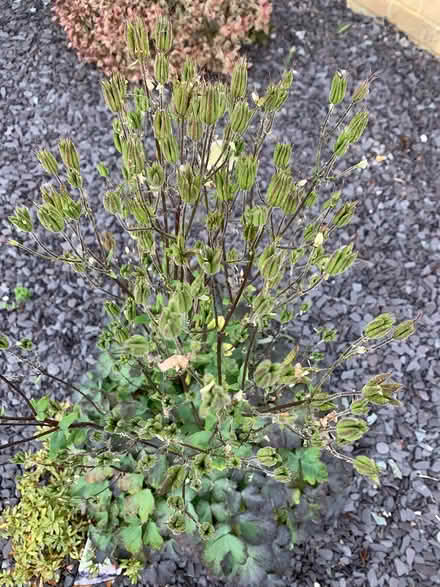 Photo of free Aqualega seeds (Emsworth) #1