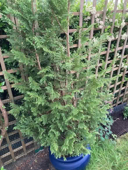 Photo of free Conifer tree in pot x2 (East Grinstead RH19) #2
