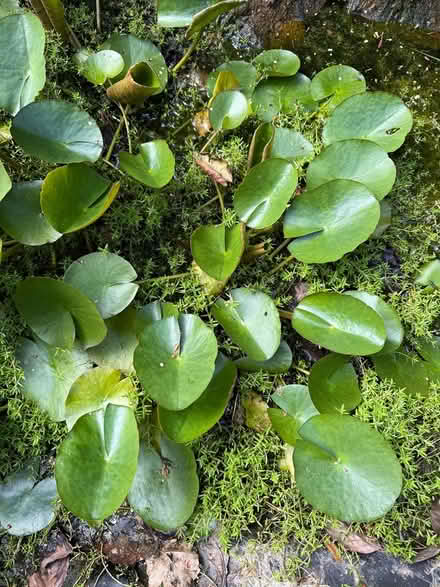 Photo of free Water lily divisions (GU31 Petersfield Heath) #1