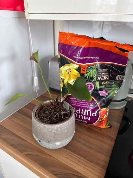 Photo of free Plant and soil (Bethnal Green E2) #1
